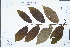  ( - Ge04408)  @11 [ ] CreativeCommons  Attribution Non-Commercial Share-Alike  Unspecified Herbarium of South China Botanical Garden
