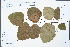  ( - Ge04415)  @11 [ ] CreativeCommons  Attribution Non-Commercial Share-Alike  Unspecified Herbarium of South China Botanical Garden