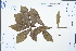  ( - Ge04422)  @11 [ ] CreativeCommons  Attribution Non-Commercial Share-Alike  Unspecified Herbarium of South China Botanical Garden