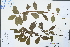  ( - Ge04426)  @11 [ ] CreativeCommons  Attribution Non-Commercial Share-Alike  Unspecified Herbarium of South China Botanical Garden
