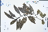  ( - Ge04429)  @11 [ ] CreativeCommons  Attribution Non-Commercial Share-Alike  Unspecified Herbarium of South China Botanical Garden