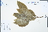  ( - Ge04433)  @11 [ ] CreativeCommons  Attribution Non-Commercial Share-Alike  Unspecified Herbarium of South China Botanical Garden