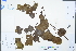  ( - Ge04437)  @11 [ ] CreativeCommons  Attribution Non-Commercial Share-Alike  Unspecified Herbarium of South China Botanical Garden