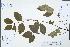  ( - Ge04462)  @11 [ ] CreativeCommons  Attribution Non-Commercial Share-Alike  Unspecified Herbarium of South China Botanical Garden