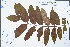  ( - Ge04463)  @11 [ ] CreativeCommons  Attribution Non-Commercial Share-Alike  Unspecified Herbarium of South China Botanical Garden