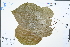  ( - Ge04466)  @11 [ ] CreativeCommons  Attribution Non-Commercial Share-Alike  Unspecified Herbarium of South China Botanical Garden