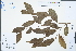  ( - Ge04468)  @11 [ ] CreativeCommons  Attribution Non-Commercial Share-Alike  Unspecified Herbarium of South China Botanical Garden
