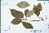  ( - Ge04469)  @11 [ ] CreativeCommons  Attribution Non-Commercial Share-Alike  Unspecified Herbarium of South China Botanical Garden