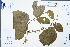  ( - Ge04473)  @11 [ ] CreativeCommons  Attribution Non-Commercial Share-Alike  Unspecified Herbarium of South China Botanical Garden