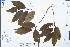  ( - Ge04475)  @11 [ ] CreativeCommons  Attribution Non-Commercial Share-Alike  Unspecified Herbarium of South China Botanical Garden