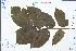  ( - Ge04476)  @11 [ ] CreativeCommons  Attribution Non-Commercial Share-Alike  Unspecified Herbarium of South China Botanical Garden