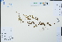  ( - Ge04485)  @11 [ ] CreativeCommons  Attribution Non-Commercial Share-Alike  Unspecified Herbarium of South China Botanical Garden