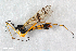  ( - ZFMK-TIS-2556577)  @13 [ ] CreativeCommons - Attribution Non-Commercial Share-Alike (2015) Unspecified Zoologisches Forschungsmuseum Alexander Koenig