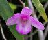  (Dendrobium lankaviense - EDW062)  @11 [ ] CreativeCommons - Attribution Non-Commercial Share-Alike (2019) Edward Entalai Universiti Putra Malaysia