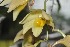  (Dendrobium cymboglossum - EDW071)  @11 [ ] CreativeCommons - Attribution Non-Commercial Share-Alike (2019) Edward Entalai Universiti Putra Malaysia