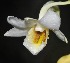  (Dendrobium endertii - EDW079)  @11 [ ] CreativeCommons - Attribution Non-Commercial Share-Alike (2019) Edward Entalai Universiti Putra Malaysia