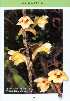  (Dendrobium chewiorum - EDW101)  @11 [ ] CreativeCommons - Attribution Non-Commercial Share-Alike (2019) Edward Entalai Universiti Putra Malaysia