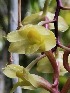  (Dendrobium dianae - EDW106)  @11 [ ] by-nc-sa (2021) Edward Entalai Universiti Putra Malaysia