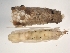  ( - BIOUG00927-G10)  @13 [ ] CreativeCommons - Attribution  CBG Photography Group Centre for Biodiversity Genomics