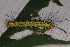  ( - MM07-0201)  @12 [ ] No Rights Reserved (2007) University of Vienna Dept of Botany and Biodiversity Research