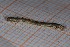  ( - MM09-3832)  @11 [ ] No Rights Reserved (2009) University of Vienna Dept of Botany and Biodiversity Research