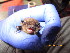  (Pipistrellus hesperidus - MM011217GSF_NC10)  @11 [ ] by-sa - CreativeCommons - Attribution Share-Alike (2023) Monika Moir Stellenbosch University