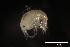  (Hyalella sp. F1 - CH850-F08)  @11 [ ] CreativeCommons  Attribution Non-Commercial Share-Alike (2015) Martha Valdez-Moreno El Colegio de la Frontera Sur
