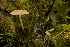  (Marasmius sp - RLC112)  @11 [ ] CreativeCommons - Attribution (2010) Bryn Dentinger Unspecified