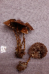  (Psilocybe zapotecorum - RLC130)  @11 [ ] CreativeCommons - Attribution Non-Commercial Share-Alike (2010) Unspecified Royal Ontario Museum