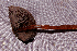  ( - RLC130)  @11 [ ] CreativeCommons - Attribution Non-Commercial Share-Alike (2010) Unspecified Royal Ontario Museum