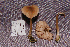  (Entoloma belouvense - RLC53)  @11 [ ] CreativeCommons - Attribution Non-Commercial Share-Alike (2010) Unspecified Royal Ontario Museum