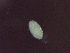  ( - Diplo.sp.RH_Nm5_IPA.Specimen1_101-15.1)  @12 [ ] Unspecified (default): All Rights Reserved  Unspecified Unspecified