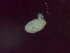  ( - Diplo.sp.RH_Nm16_IPA.Specimen4_109-64.4)  @12 [ ] Unspecified (default): All Rights Reserved  Unspecified Unspecified