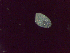  ( - Diplo.sp.LH_Nm16_IPA.Specimen1_109-64.8)  @12 [ ] Unspecified (default): All Rights Reserved  Unspecified Unspecified
