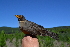  (Turdus olivaceus - 4A41602)  @11 [ ] CreativeCommons - Attribution Share-Alike (2020) Jake M. Mulvaney Stellenbosch University