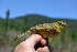  (Iduna natalensis - AS14543)  @11 [ ] CreativeCommons - Attribution Share-Alike (2020) Jake M. Mulvaney Stellenbosch University