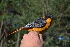  (Cossypha dichroa - BF01265)  @11 [ ] CreativeCommons - Attribution Share-Alike (2020) Jake M. Mulvaney Stellenbosch University