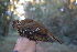  (Geokichla guttata - CA38108)  @11 [ ] CreativeCommons - Attribution Share-Alike (2020) Jake M. Mulvaney Stellenbosch University