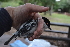  (Dryoscopus cubla - FC11944)  @11 [ ] CreativeCommons - Attribution Share-Alike (2020) Jake M. Mulvaney Stellenbosch University