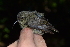  (Cinnyris chalybeus - N03505)  @11 [ ] CreativeCommons - Attribution Share-Alike (2020) Jake M. Mulvaney Stellenbosch University