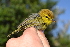  (Phylloscopus ruficapilla - N05810)  @11 [ ] CreativeCommons - Attribution Share-Alike (2020) Jake M. Mulvaney Stellenbosch University