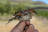  (Cisticola tinniens - N05835)  @11 [ ] CreativeCommons - Attribution Share-Alike (2020) Jake M. Mulvaney Stellenbosch University
