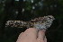  (Bradypterus barratti - Y21933)  @11 [ ] CreativeCommons - Attribution Share-Alike (2020) Jake M. Mulvaney Stellenbosch University