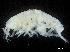  ( - CHARS00108-A06)  @11 [ ] CreativeCommons - Attribution (2018) CBG Photography Group Centre for Biodiversity Genomics