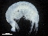  ( - CHARS00108-E07)  @11 [ ] CreativeCommons - Attribution (2018) CBG Photography Group Centre for Biodiversity Genomics