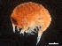  ( - CHARS00108-E10)  @11 [ ] CreativeCommons - Attribution (2018) CBG Photography Group Centre for Biodiversity Genomics