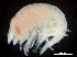  ( - CHARS00109-H04)  @11 [ ] CreativeCommons - Attribution (2018) CBG Photography Group Centre for Biodiversity Genomics