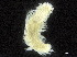  ( - CHARS00106-D07)  @11 [ ] CreativeCommons - Attribution (2018) CBG Photography Group Centre for Biodiversity Genomics