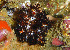  (Cucumaria salma - CCDB-25432 F04)  @11 [ ] CreativeCommons - Attribution Non-Commercial Share-Alike (2018) Peter J. Bryant University of California, Irvine