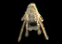  ( - CCDB-25432 H09)  @11 [ ] CreativeCommons - Attribution Non-Commercial Share-Alike (2018) Peter J. Bryant University of California, Irvine